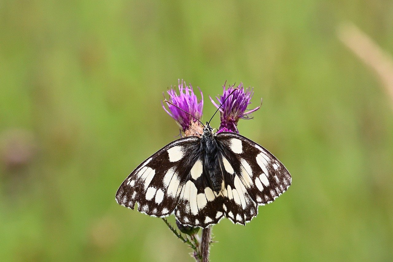 장기렌트 잔존가치