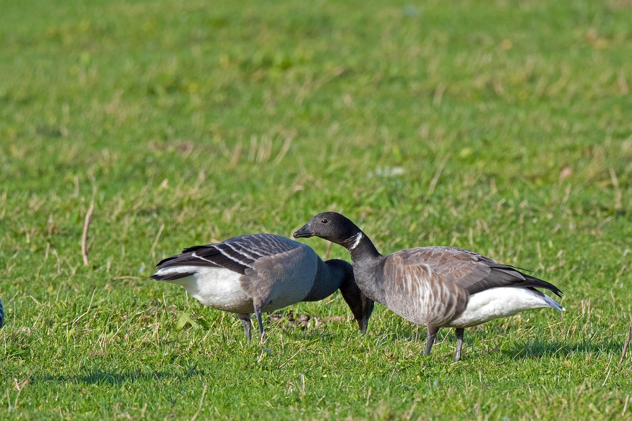 장기렌트카비용