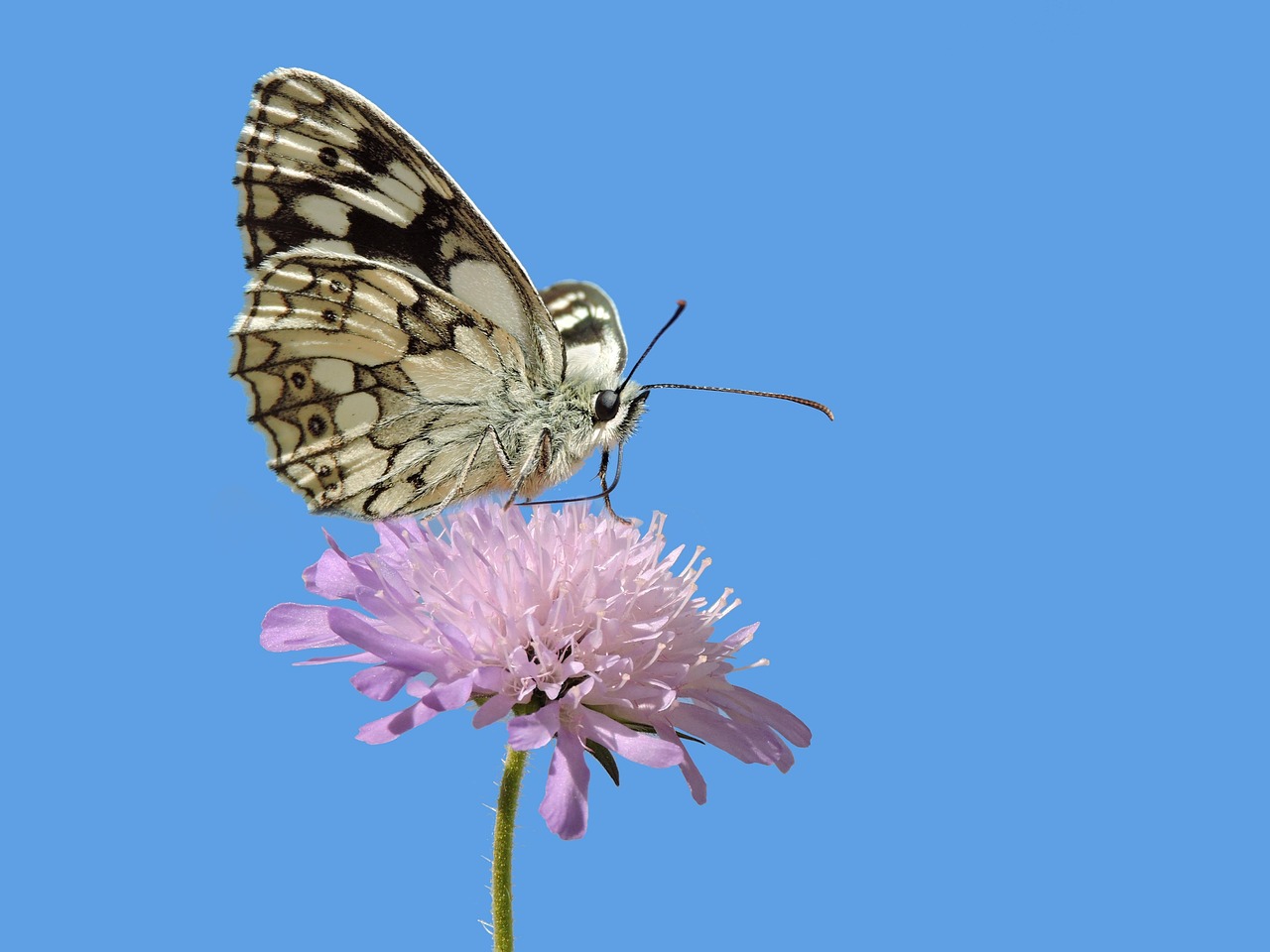 현대케피탈장기렌트카