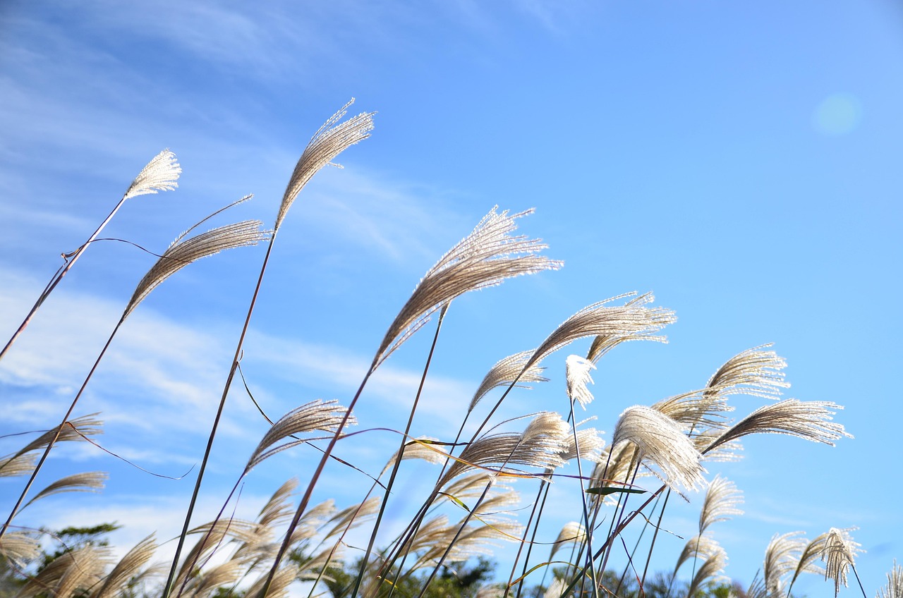 제주 렌트카 레이