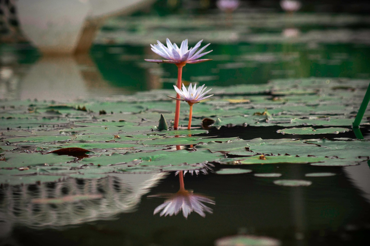 시흥 렌트카 싼곳